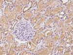 NMRAL1 Antibody in Immunohistochemistry (Paraffin) (IHC (P))