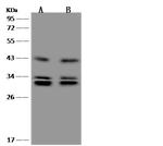 NMRAL1 Antibody in Western Blot (WB)