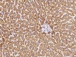 BMERB1 Antibody in Immunohistochemistry (Paraffin) (IHC (P))