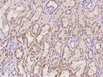 BMERB1 Polyclonal Antibody
