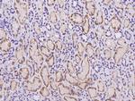 C18orf32 Polyclonal Antibody