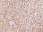 PCDHB3 Polyclonal Antibody