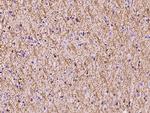 PLLP Antibody in Immunohistochemistry (Paraffin) (IHC (P))
