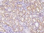 PLLP Antibody in Immunohistochemistry (Paraffin) (IHC (P))