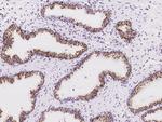 MYCT1 Polyclonal Antibody
