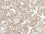 FIBIN Antibody in Immunohistochemistry (Paraffin) (IHC (P))
