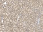 FIBIN Antibody in Immunohistochemistry (Paraffin) (IHC (P))