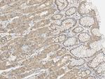 Niban-like protein Antibody in Immunohistochemistry (Paraffin) (IHC (P))