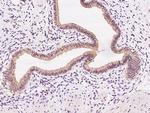 FAR2 Antibody in Immunohistochemistry (Paraffin) (IHC (P))