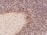 TMEM38A Antibody in Immunohistochemistry (Paraffin) (IHC (P))