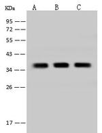 TMEM38A Antibody in Western Blot (WB)
