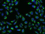 COX3 Polyclonal Antibody
