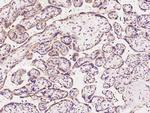 COX3 Antibody in Immunohistochemistry (Paraffin) (IHC (P))