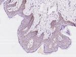 COX3 Antibody in Immunohistochemistry (Paraffin) (IHC (P))