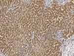 PRRC1 Polyclonal Antibody
