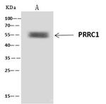 PRRC1 Antibody in Immunoprecipitation (IP)