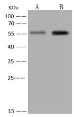 PRRC1 Antibody in Western Blot (WB)