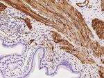 YIF1A Antibody in Immunohistochemistry (Paraffin) (IHC (P))