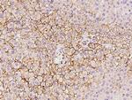 OATP8 Polyclonal Antibody