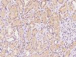 SYS1 Antibody in Immunohistochemistry (Paraffin) (IHC (P))