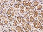 SYS1 Polyclonal Antibody