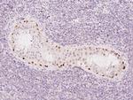 MORC1 Antibody in Immunohistochemistry (Paraffin) (IHC (P))