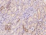 TSC22D2 Antibody in Immunohistochemistry (Paraffin) (IHC (P))