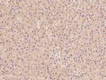 ZADH2 Polyclonal Antibody