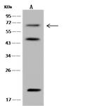 Synapsin 3 Antibody in Western Blot (WB)