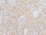 SNX3 Antibody in Immunohistochemistry (Paraffin) (IHC (P))