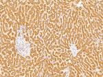 CCDC25 Antibody in Immunohistochemistry (Paraffin) (IHC (P))