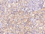 SLC45A4 Polyclonal Antibody