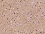 SLC4A10 Antibody in Immunohistochemistry (Paraffin) (IHC (P))
