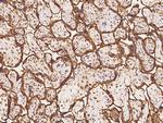 SEMA4G Polyclonal Antibody