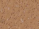 SEMA4G Antibody in Immunohistochemistry (Paraffin) (IHC (P))