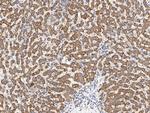 UQCRH Antibody in Immunohistochemistry (Paraffin) (IHC (P))