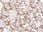 FAM206A Antibody in Immunohistochemistry (Paraffin) (IHC (P))