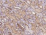 C7orf26 Polyclonal Antibody