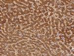 C7orf26 Antibody in Immunohistochemistry (Paraffin) (IHC (P))