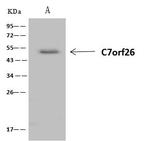 C7orf26 Antibody in Immunoprecipitation (IP)
