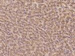 KCNQ5 Polyclonal Antibody