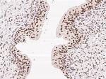 ZNF512B Antibody in Immunohistochemistry (Paraffin) (IHC (P))