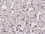 ZNF512B Antibody in Immunohistochemistry (Paraffin) (IHC (P))