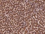 TMEM143 Antibody in Immunohistochemistry (Paraffin) (IHC (P))