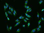 COA3 Polyclonal Antibody