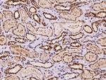 SMIM4 Antibody in Immunohistochemistry (Paraffin) (IHC (P))