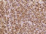 SMIM4 Antibody in Immunohistochemistry (Paraffin) (IHC (P))
