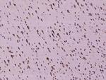 C2orf18 Antibody in Immunohistochemistry (Paraffin) (IHC (P))