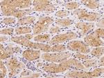 UNC13C Polyclonal Antibody