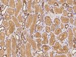 IFIT2 Polyclonal Antibody
